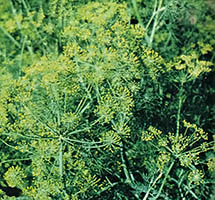 The seeds of the familiar garden spice dill can be boiled for a pungent tisane.